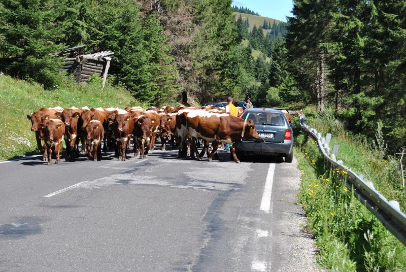 pepajs.cz